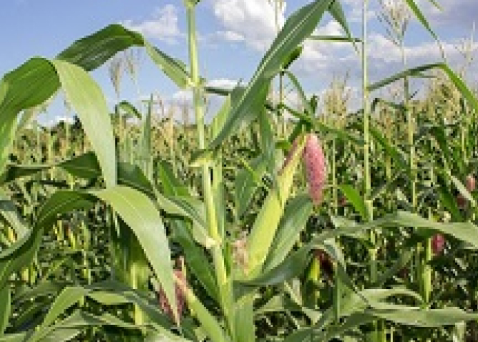 Maize Production
