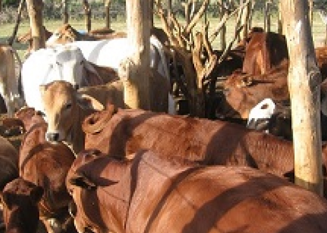 Beef Production