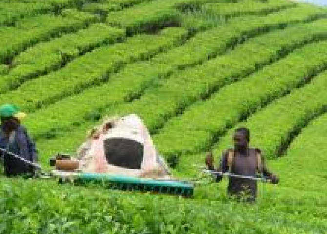 Tea Production